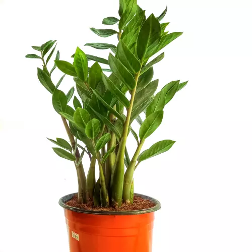 ZZ Plant (Zamioculcas zamiifolia)