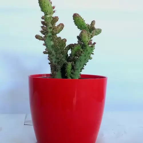 Succulent small
