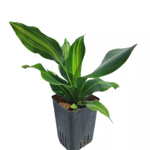 Dracaena